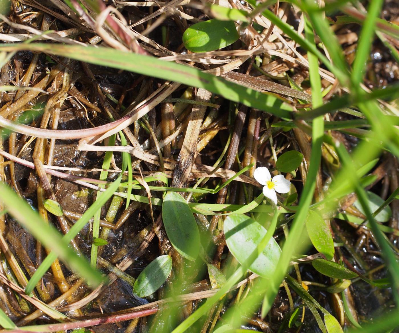 Water-plantain, Floating plant